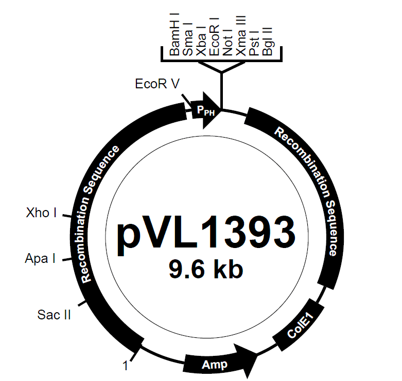 pVL1393 载体图谱